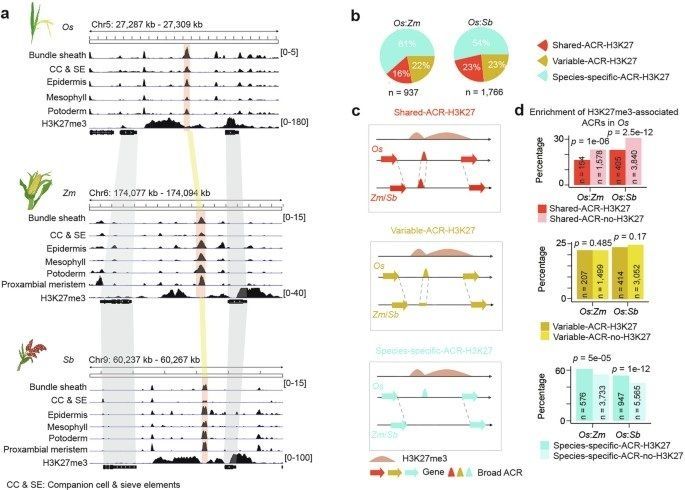 A single-cell rice atlas integrates multi-species data to reveal cis-regulatory evolution 

nature.com/articles/s4147… 
♻️