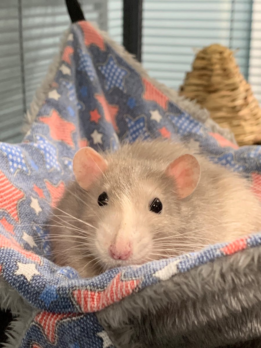 MASTAAAASPARK's tweet image. Wormwood HATES transphobia