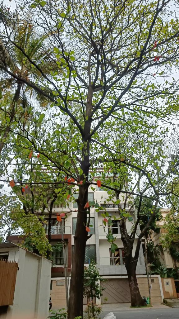 Bingo_mk's tweet image. #TreeTime
#TreeFriends
#Theme_pic_India_Trees