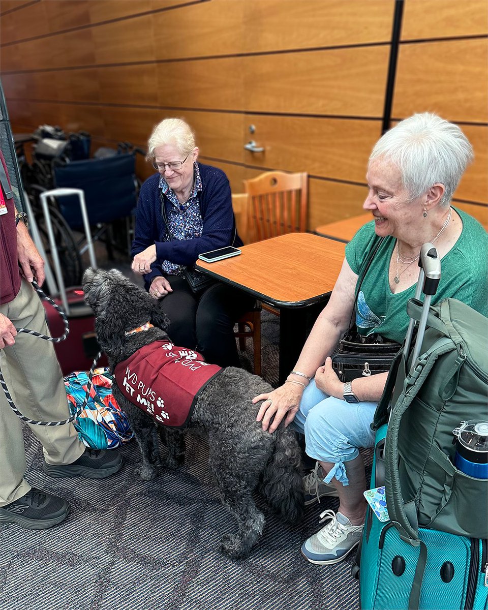 IFlyRhodeIsland's tweet photo. Last week, we spent some time with PVD Pup Sunrise Rose, while she brought smiles and joy to waiting passengers. See a PVD Pup in their red vest? Come say "hello" and give them a pet. 🐶 #FlyRI #PVDPups #AirportTherapyDogs #PVD #TFGreen https://t.co/oA0n7766cx