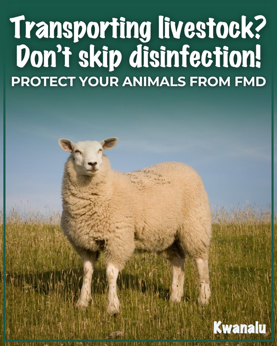 🚨 To help stop the spread of #FootAndMouthDisease (#FMD), vehicles transporting cloven-hoofed animals must be cleaned &amp; disinfected at key points along their journey. For full details on #animalmovement &amp; disinfection requirements, click here: 2ly.link/28sUR 📄