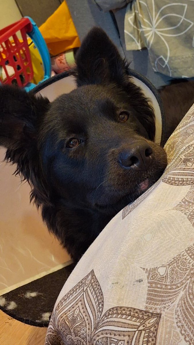 Familia buenos días!!
Está preciosa aún no tiene solicitudes de adopción, el señor que la está resguardando pide que volvamos a difundirla 🩵🙏

Info al: +52 56 2052 4771