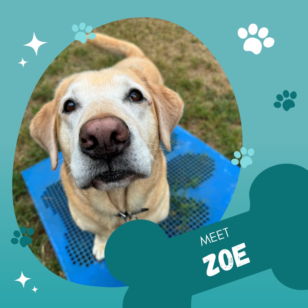 The_Crossings's tweet image. Meet Zoe! Our sweet elder pup with a heart as golden as her fur! She’s always ready with a wag and a smile, brightening everyone’s day. We’re so lucky to have her in our community! 💛🐶
#NationalDogDay #CrossingsOfBellevue #PetFriendlyApartments #NashvilleApartments...