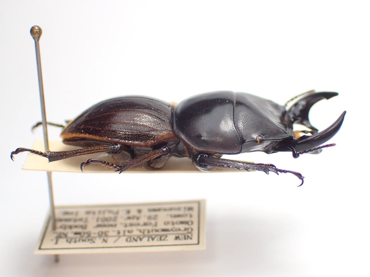 NZ産　ヘルムスコツノクワガタ　24mm NZ産 ヘルムスコツノクワガタ 24mm NZ産 ヘルムスコツノクワガタ