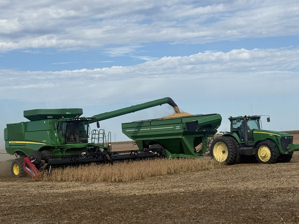 Got started on some irrigated beans yesterday! Really happy with these <a href="/BecksAgNE/">Beck's Nebraska Agronomy</a> 2.0 maturity XF beans, not lodged with all the recent rains and big beans!