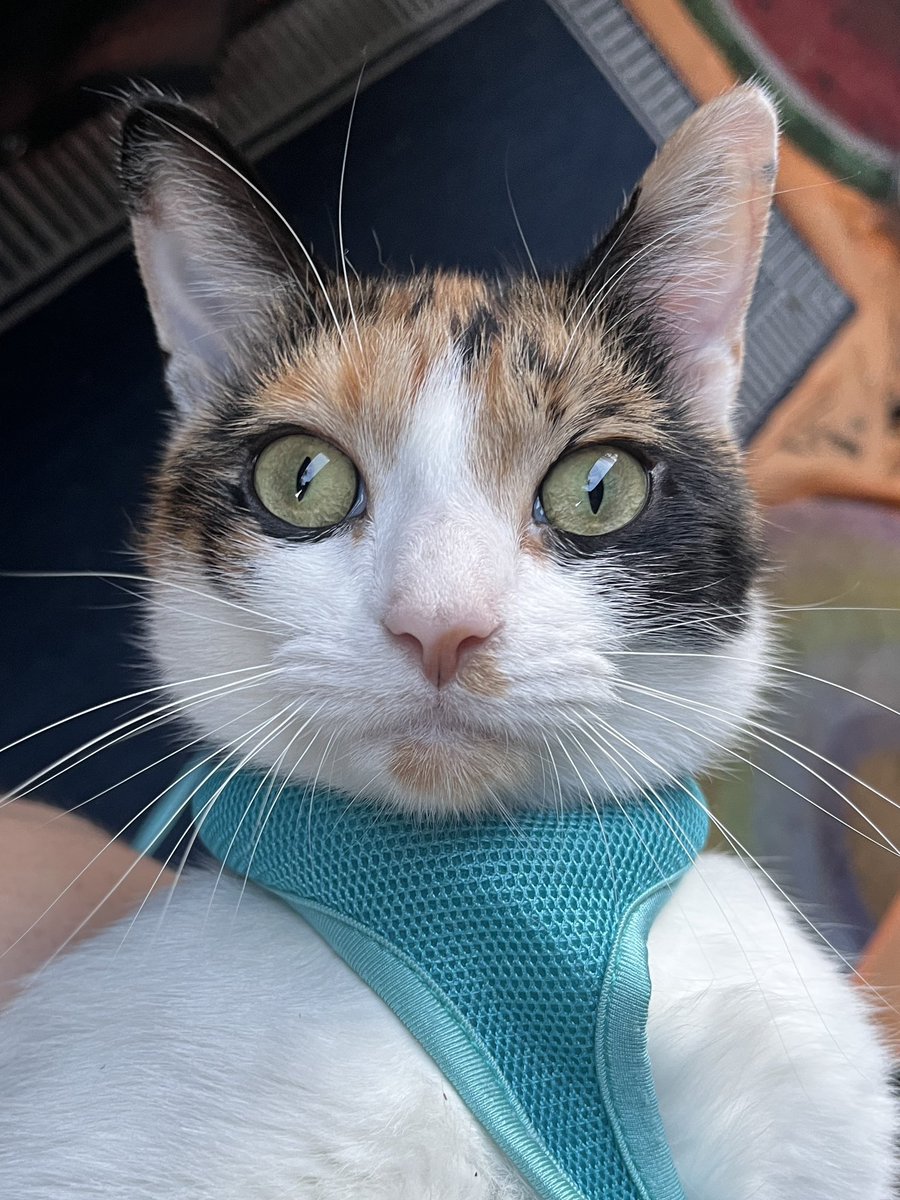 clementine & basil tweet media