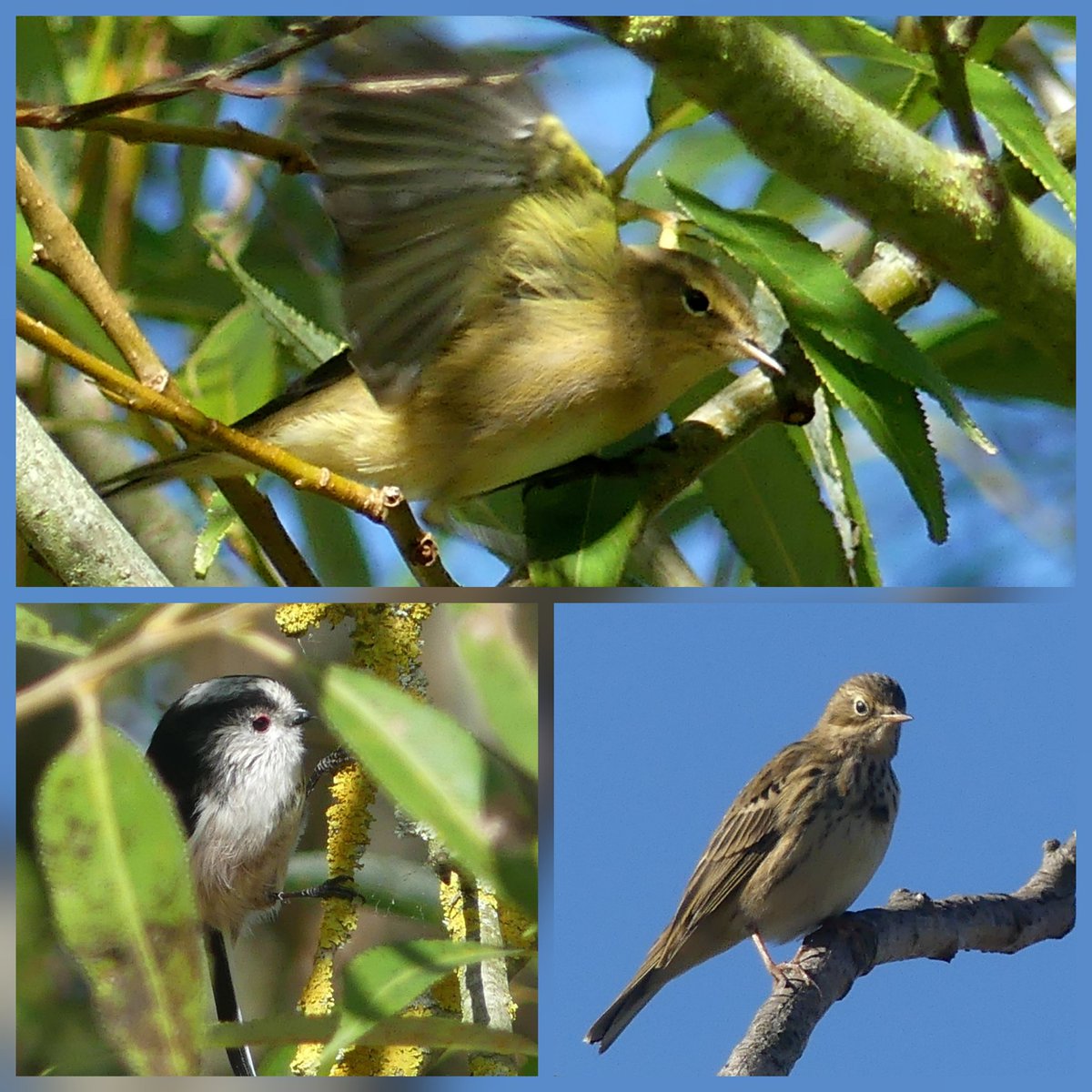 Very quite at the moors #uptonwarren today, more fun along the west track, lots of chiffys, good sized tit flock, also a med pipit which I tried to turn into a tree pipit but just wouldn't have it