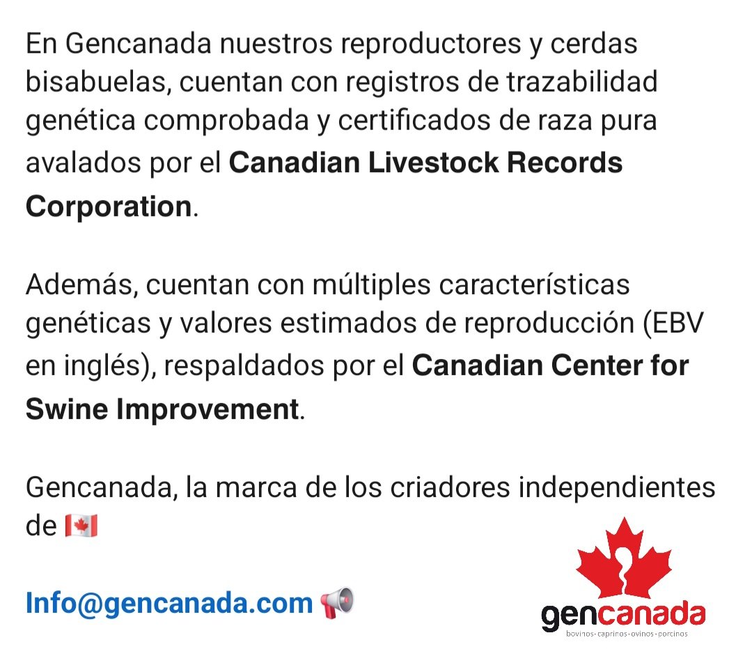 Para iniciar su propio núcleo genético con cerdos puros d 🇨🇦

Nuestros animales son rústicos, d pechos amplios y fuertísimos aplomos, que los hacen apetecidos mundialmente por su capacidad d adaptación a multiples ambientes.

👇👇

youtu.be/sIabyu0W5gU?fe…

👆👆
