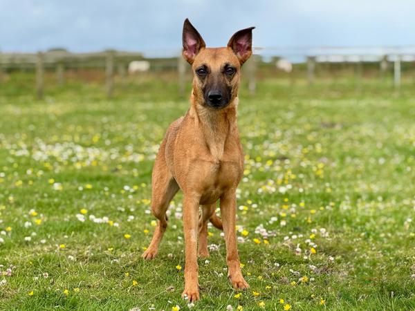 team_greenacres's tweet image. 🐶Meet Roxy, a 3 year old, sweet natured #Whippet cross &amp;amp; our dog of the week (see profile pic)🐶

While she may have the gentle charm of a typical Whippet, Roxy is also a sharp &amp;amp; intelligent girl who needs more than just a comfy sofa. Roxy isn’t just a pretty face, she’s bright,
