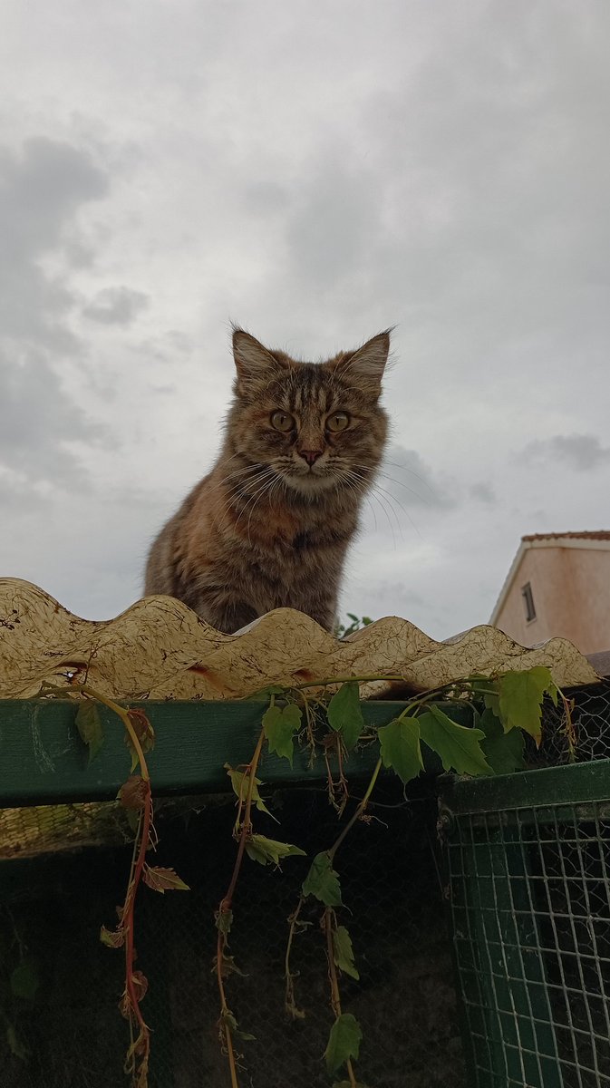 Grem popravljat ograjo od kokoši in imam nek filing, da me nekdo opazuje. Dvignem pogled in, o, čau.