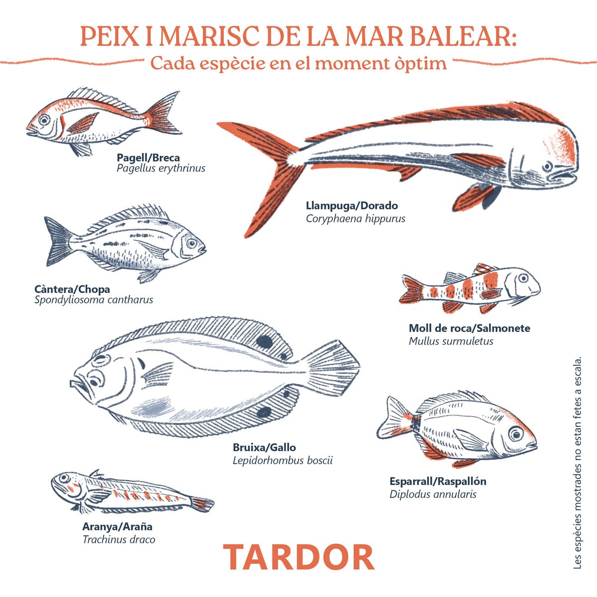 🍂Llega el otoño y con el inicio de estación os traemos...

🗓️El calendario de #ReFishFood <a href="/planettunaIEO/">Planet Tuna 🐟</a> (con <a href="/MartaAlboP/">Marta Albo-Puigserver</a> del <a href="/ieo_baleares/">IEO Baleares 🐟🪸🐙🦐🐬</a>).

🐟Elige pescado de temporada, consume de forma sostenible y cuida nuestros mares.

👉Consulta planettuna.com