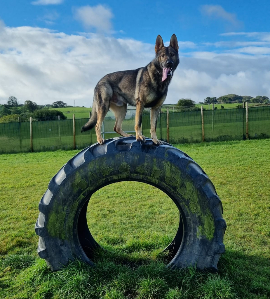PSOSDogs's tweet image. A little bit of searching and a whole lot of barking from #PDFury helped locate the hiding suspects!🐕🐕
Top work by all involved! 👏🏻👏🏻
#WhatWeTrainFor
orlo.uk/Xn9uz