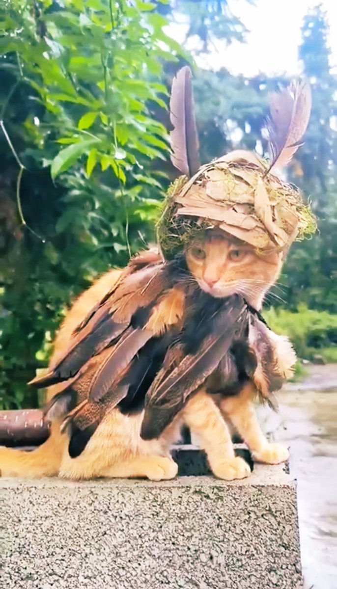 Dealtop32's tweet image. GM 😊 Trying to be #Viking #Pagan #Cat 😊