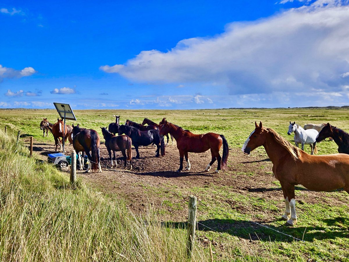 Amelander paarden…midden in de natuur.