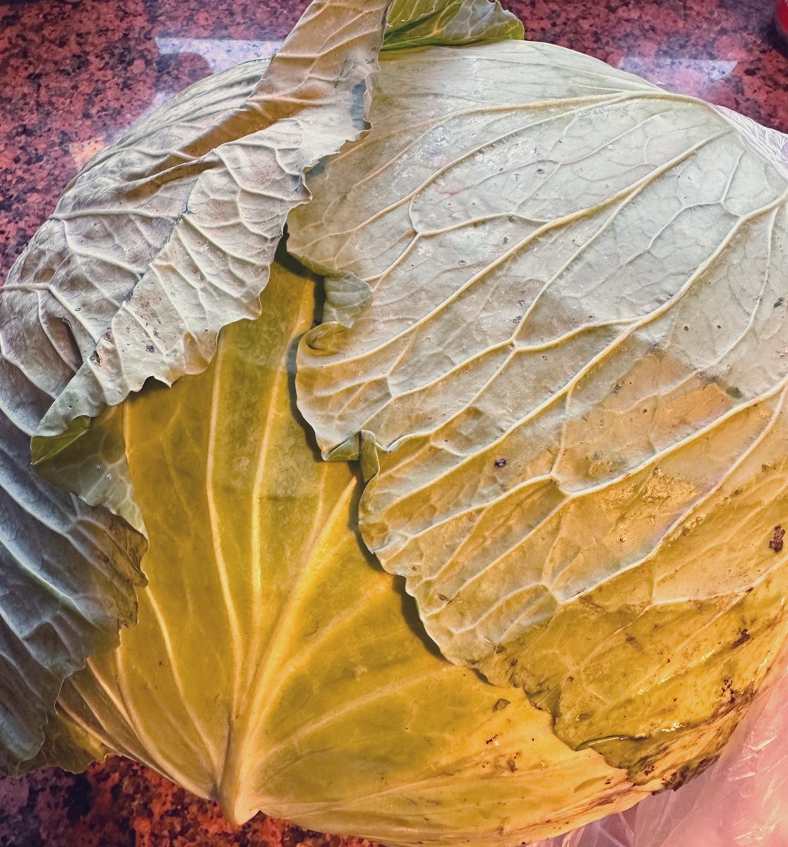 Oğluma gelirken iceberg marul al demişimdir🙈bu da oval diyor bana😂😂düz mantık bak, her oval şey iceberg marul yani. Elimde 5 kilo lahana var şu an😂😂😂 haşlayıp önüne koyayım da görsün.