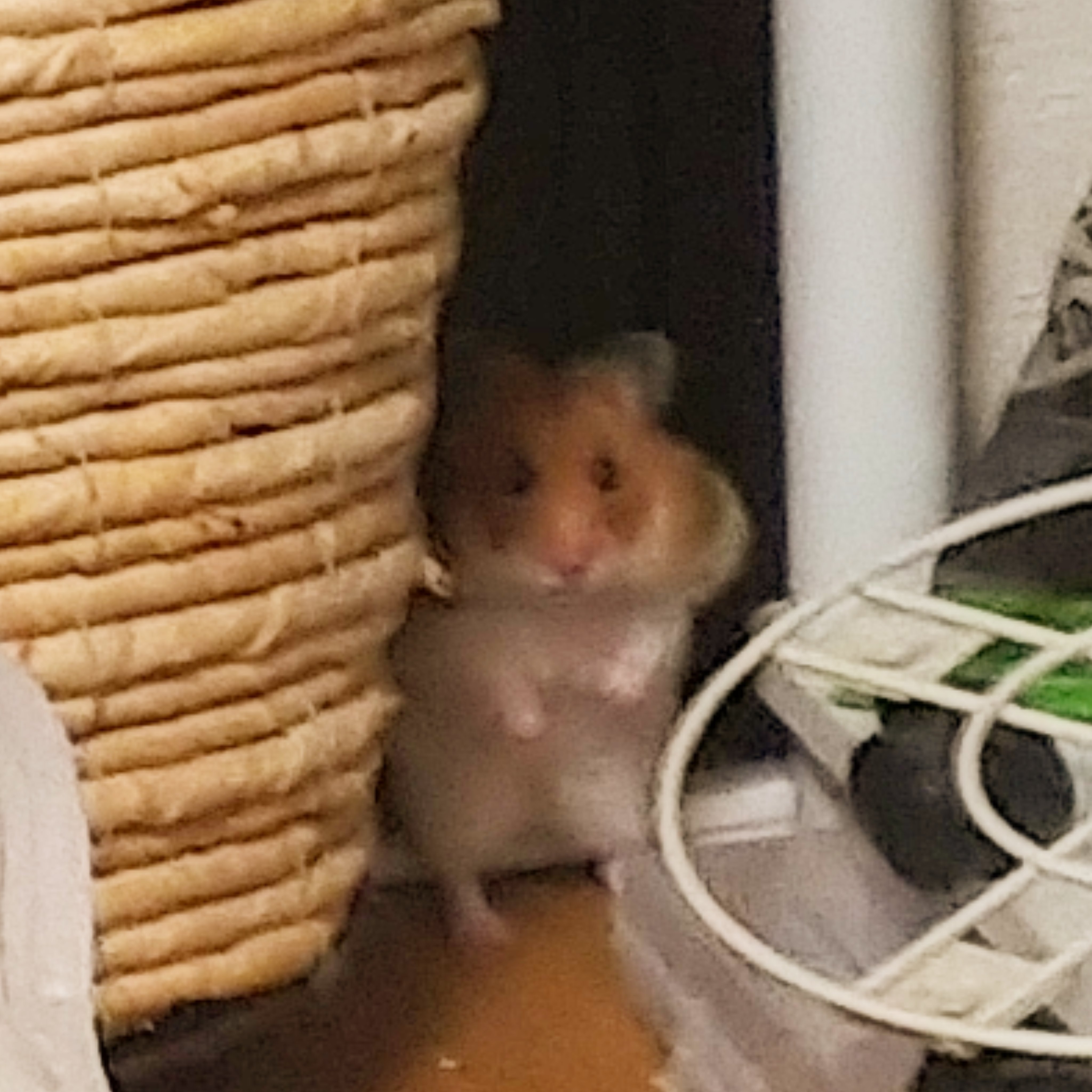 R.N. どでかいパンナコッタさん on X: 