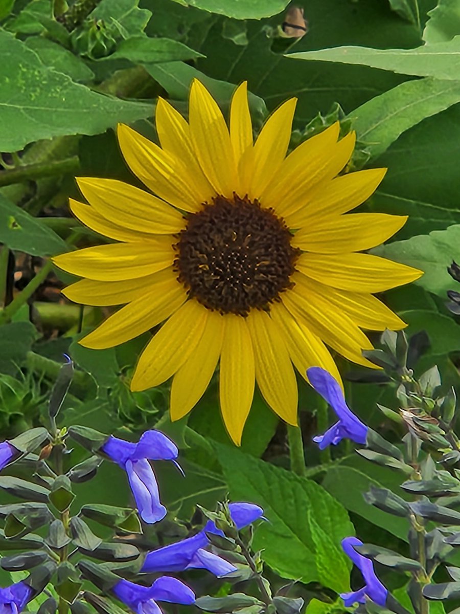 Snake bit (@laboomba1234) on Twitter photo 