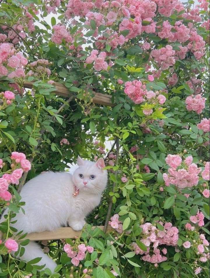 greendreamvibes's tweet image. 