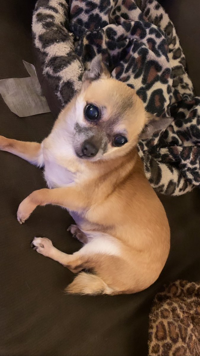 My sweet angel Daisy passed away yesterday. I’m doing a short memorial stream for her tonight. She meant so much to my community. I promise to be strong for it. If you want to come by and spam her little emotes one last time, I’ll be on at 9. We love you Daisy, our lil potato 🌼