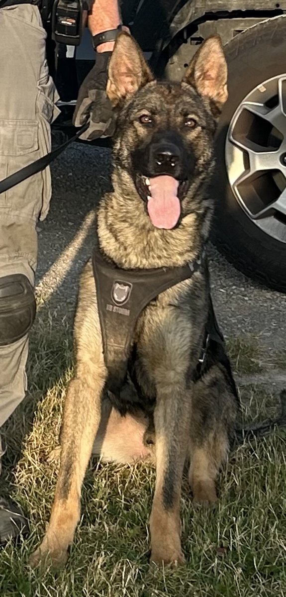 🐾 Last week, while on patrol along Barton Street, Police Service Dog (PSD) Steel and Constable Stone observed a suspicious male carrying a shovel.

The officers watched as the individual attempted to break into a building. PSD Steel was deployed and quickly assisted in taking