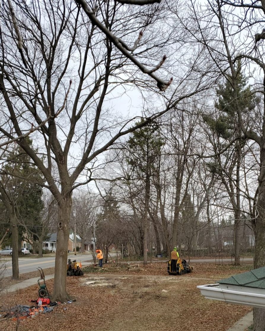 RJOzunasTreeSe1's tweet image. Say goodbye to thick branches blocking light. Tree thinning promotes healthier growth and fully rejuvenates your yard. Our experts are just a call away!
#TreeThinning 
elmhursttreeremoval.com/contact