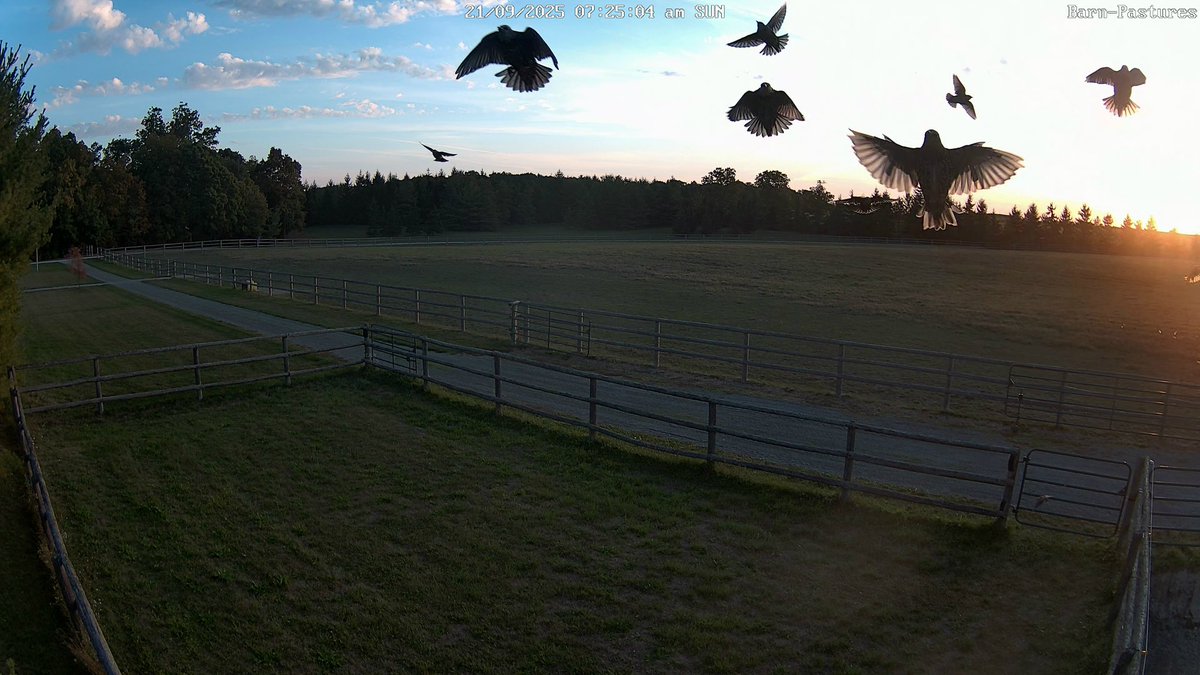 ColtsMild tweet media