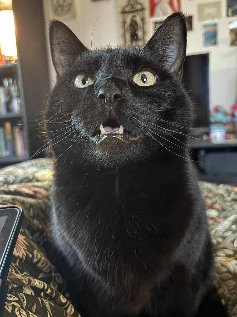 🫀Sarah🦇 tweet media