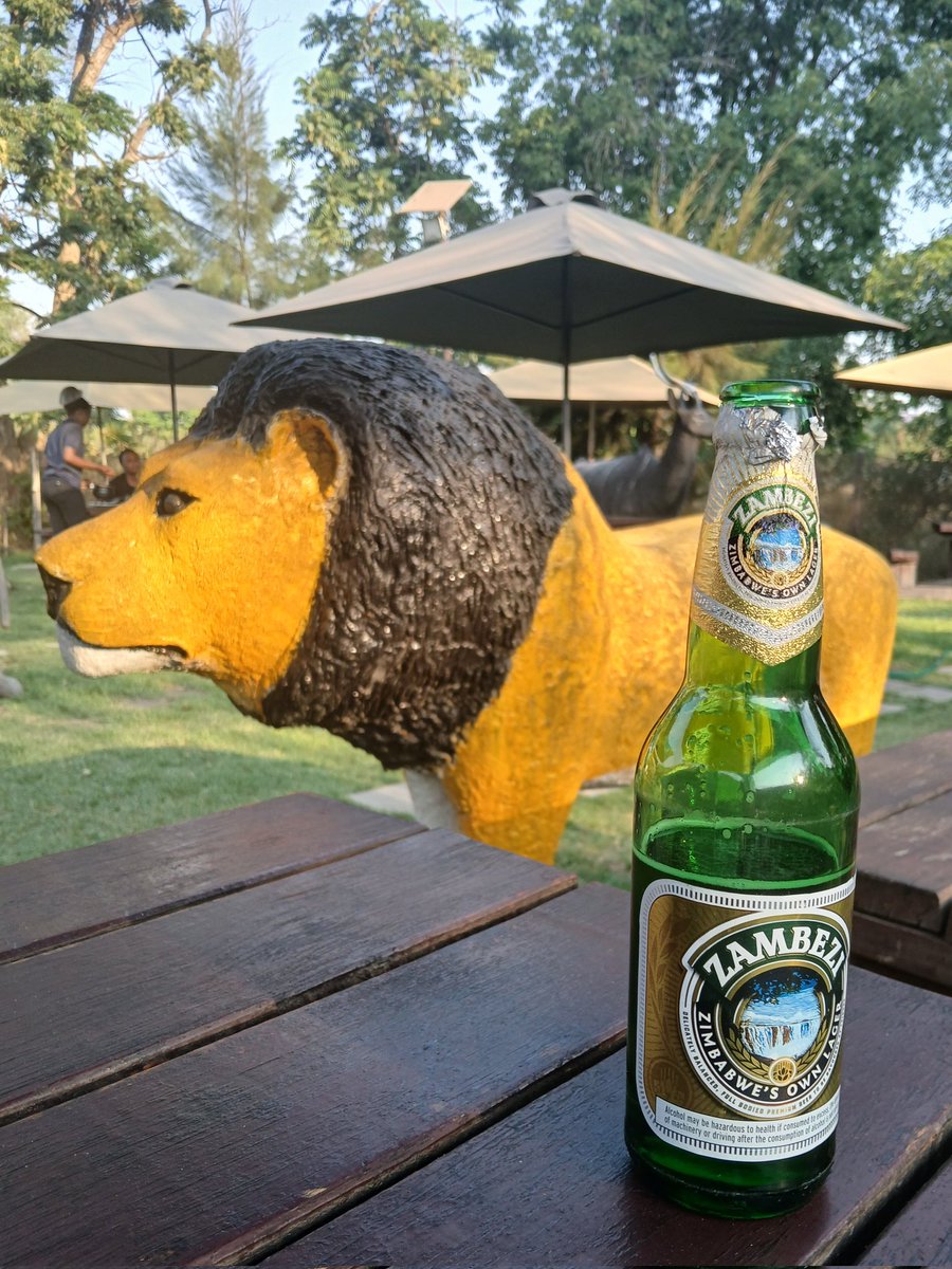Tomando una cerveza "Zambezi", al lado de un fiero león africano. Y la he pagado yo, <a href="/paconadal/">Paco Nadal</a> , a pesar de que habías prometido dejarla pagada. #miscervezasporahí y #unacervezainsatisfecha