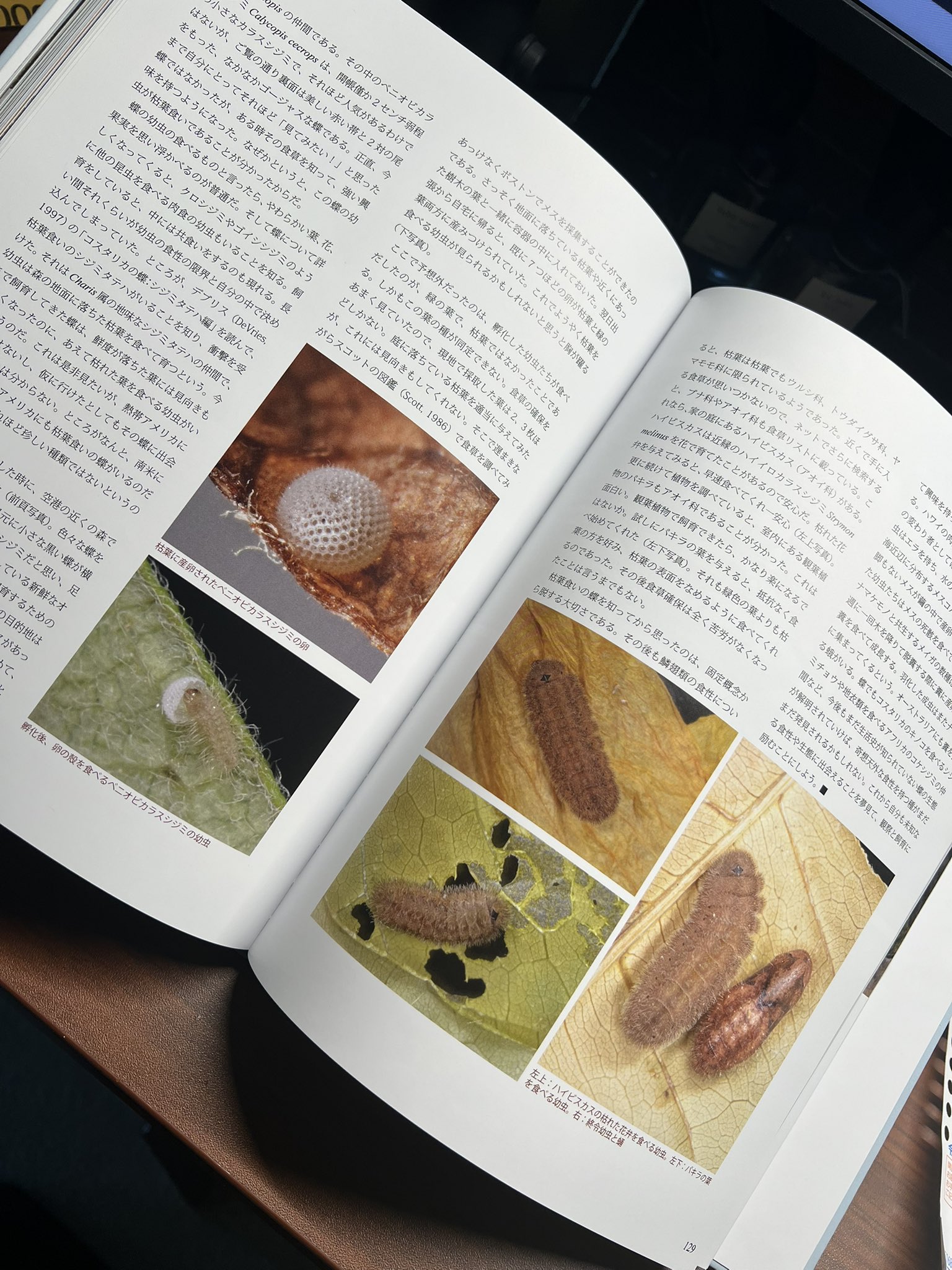 ハートランダー様　虫 虫キチコージ (@mushikichi_koji) / X