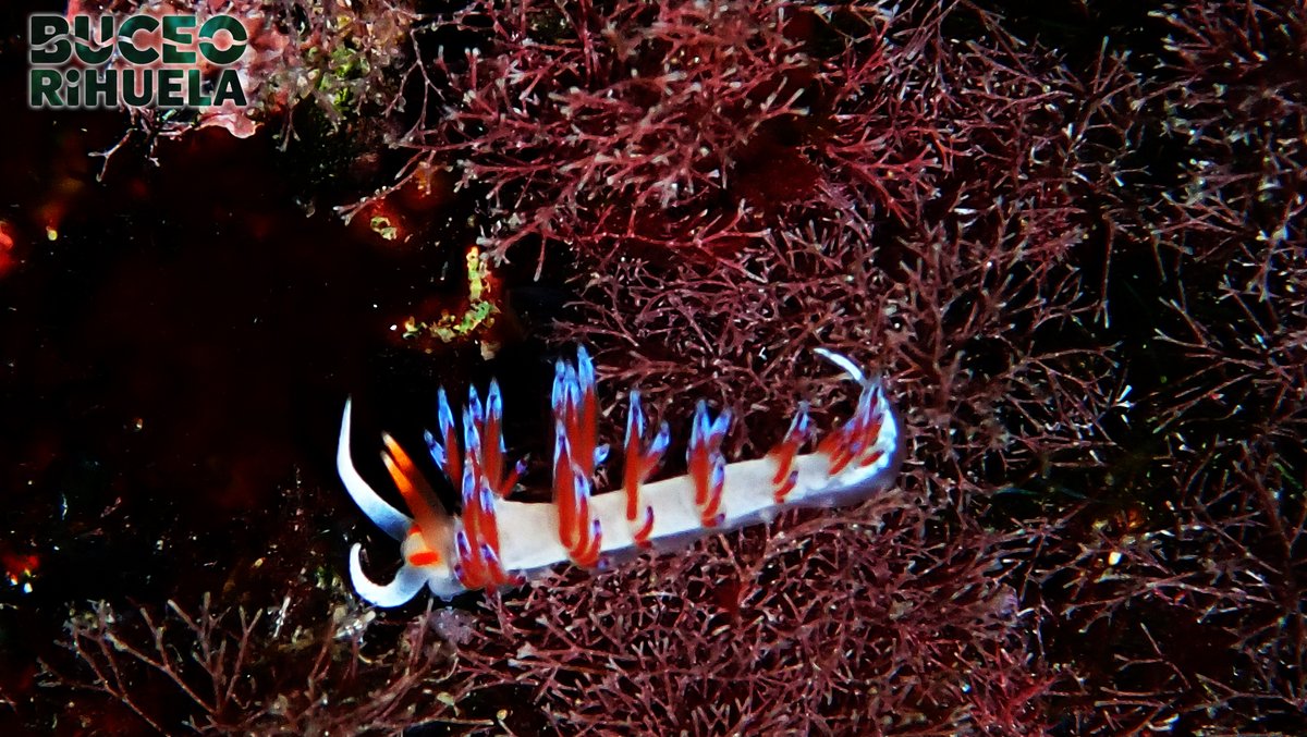 BuceoOrihuela's tweet photo. La cantidad de Nudis que hemos visto este fin de semana no es ni medio normal.
Han sido las Cratena peregrina, un espectáculo.
Este Nudibranquio eólido nos informa de primera mano de la calidad de las aguas.
#nudis #nudibranquio #cratena #cabotiñoso #fotosub #buceo #scuba https://t.co/8WGr9WIeZz