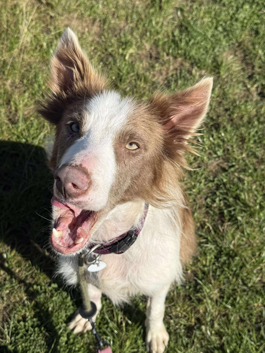 Star walks well when out and about. She is fine with other dogs but can be a little too much for some
She is ok with children but is better with older children only
Full RBU provided
Home check &amp; adoption fee apply (£395)
imminghamdogshome.org/form/
#Lincolnshire #Yorkshire #Hornsea