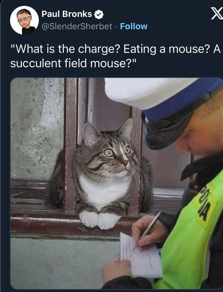 Noooo don't put her in kittyprisooon noooo