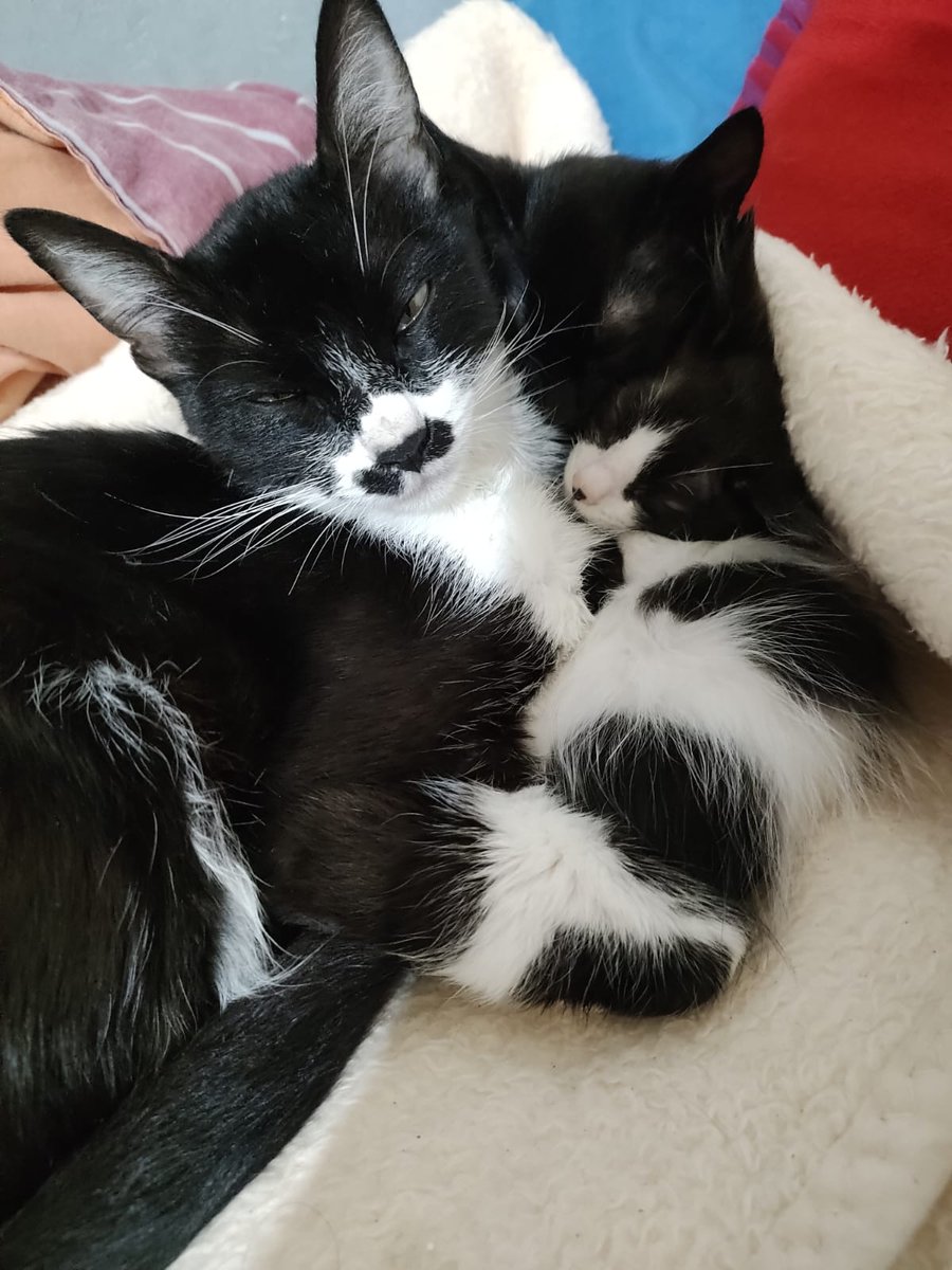 BertinSoriano's tweet image. Se rescataron hace 3 meses, pues una familia sin corazón los abandonó en la calle y hoy están sanos y salvos, mamá 1 año y 2 gatitos de 3 meses se les busca Hogar, contamos con 10 gatitos más y nos es imposible tener 3 más, sean de buen corazón y adopten a esta hermosa familia 😺