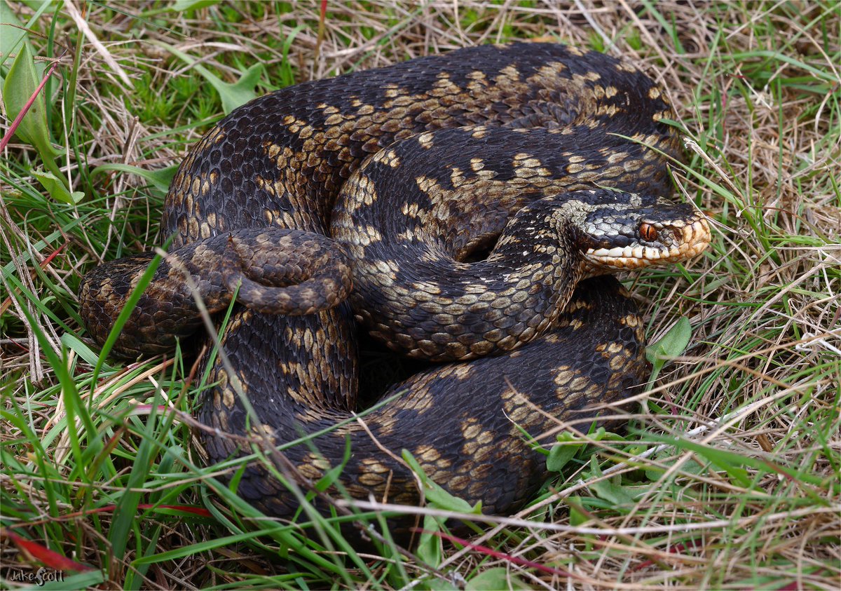 Going to the UK I knew I wanted to see this snake above all others. Walking a nice heathland in southern Britain resulted in 3 basking gravid female Adders.