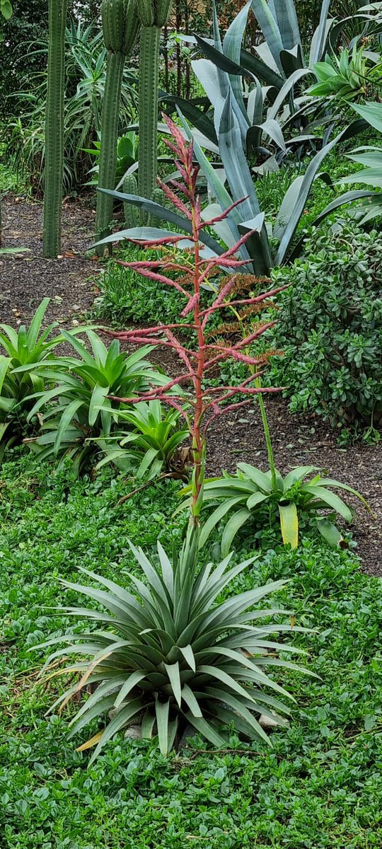 La #Tillandsia secunda Kunth fue colectada por #Humboldt  &amp; #Bonpland en las orillas del Río Guayllabamba, noreste de #Quito, en enero de 1802.
La variedad que está presente en #Pichincha es conocida como el "huicundo paridor" por la cantidad de brotes o hijuelos que da. Su flor