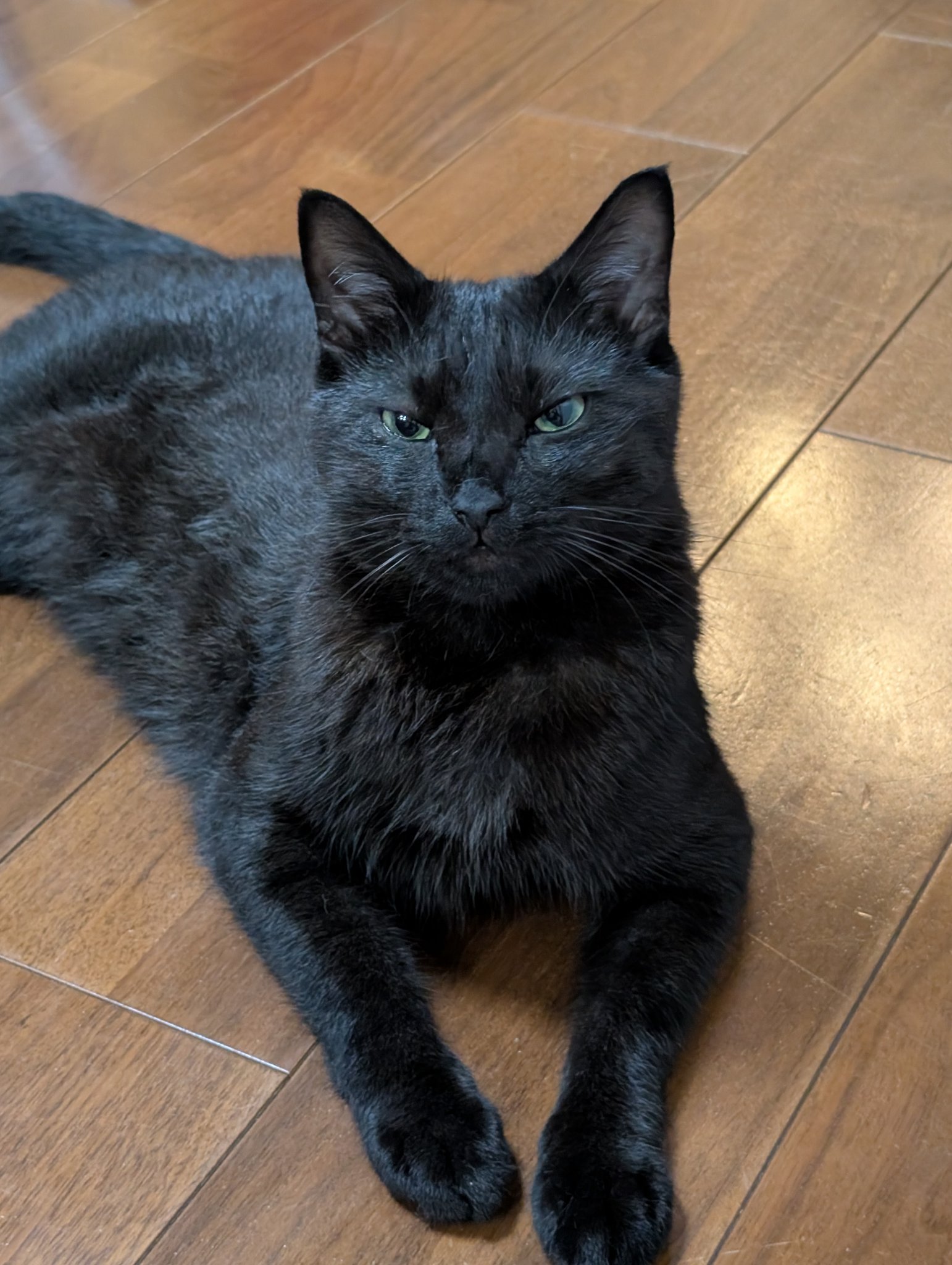 黒猫 鳥猫 on X: 
