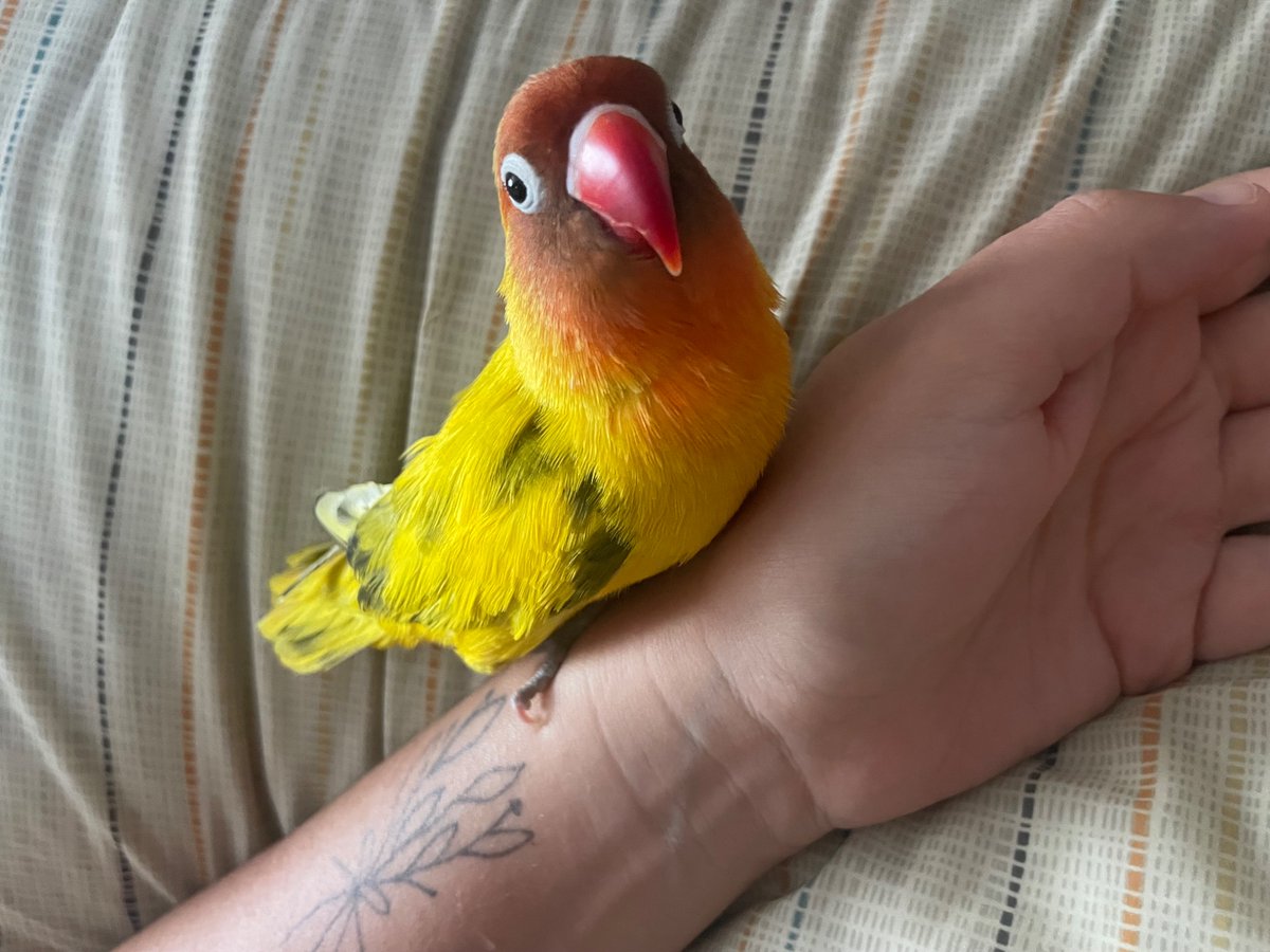 Just gonna bump this here again, I’m a littleeee stressed because job hunting is taking longer than anticipated and my bird’s boarding bill is already at $1000 and they don’t have me pay until I pick him up - I just want to make sure I have everything lined up - anything helps!