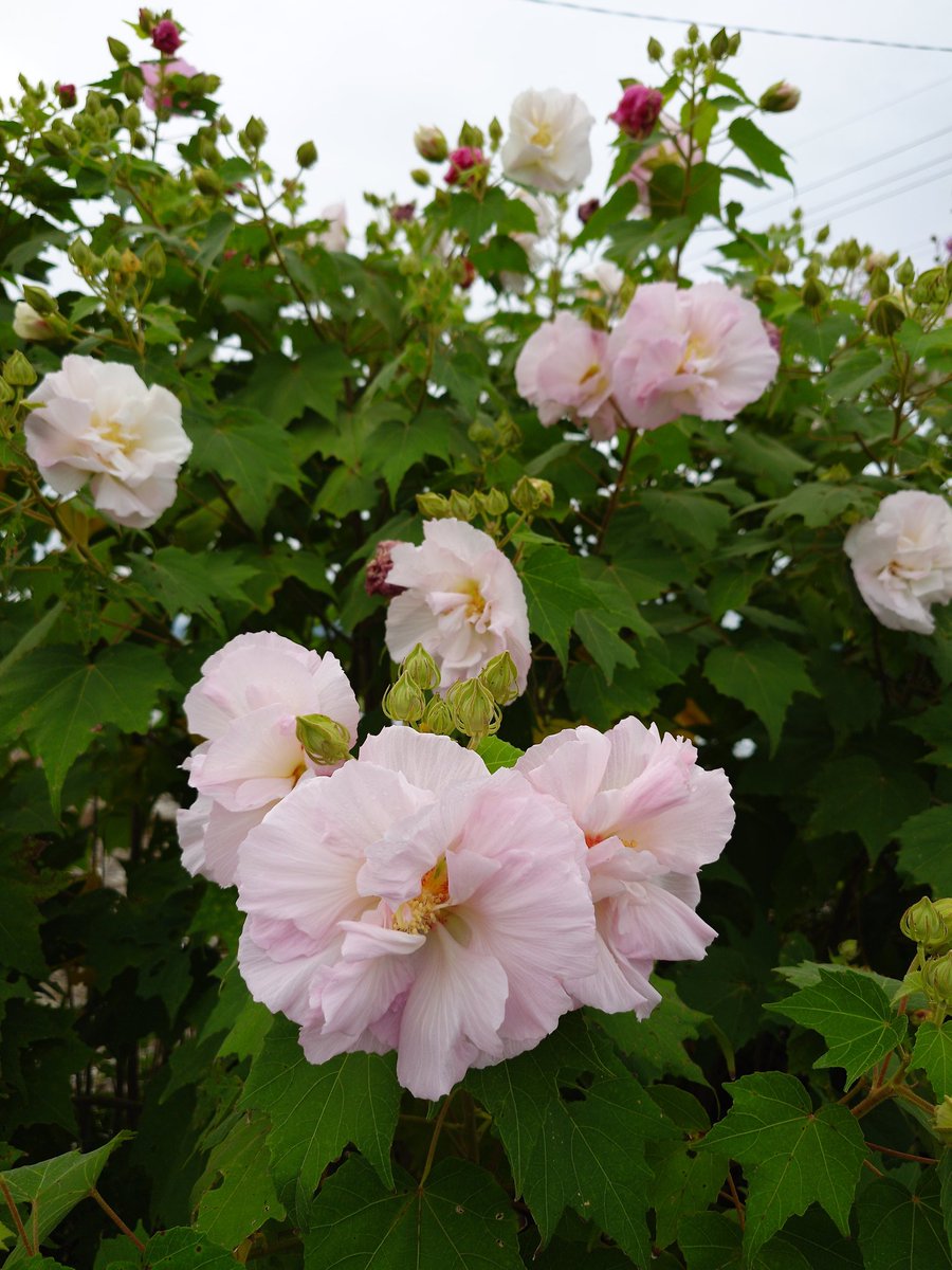 花y…ページ•*¨*•.¸♬︎ 一日花 - Search / X