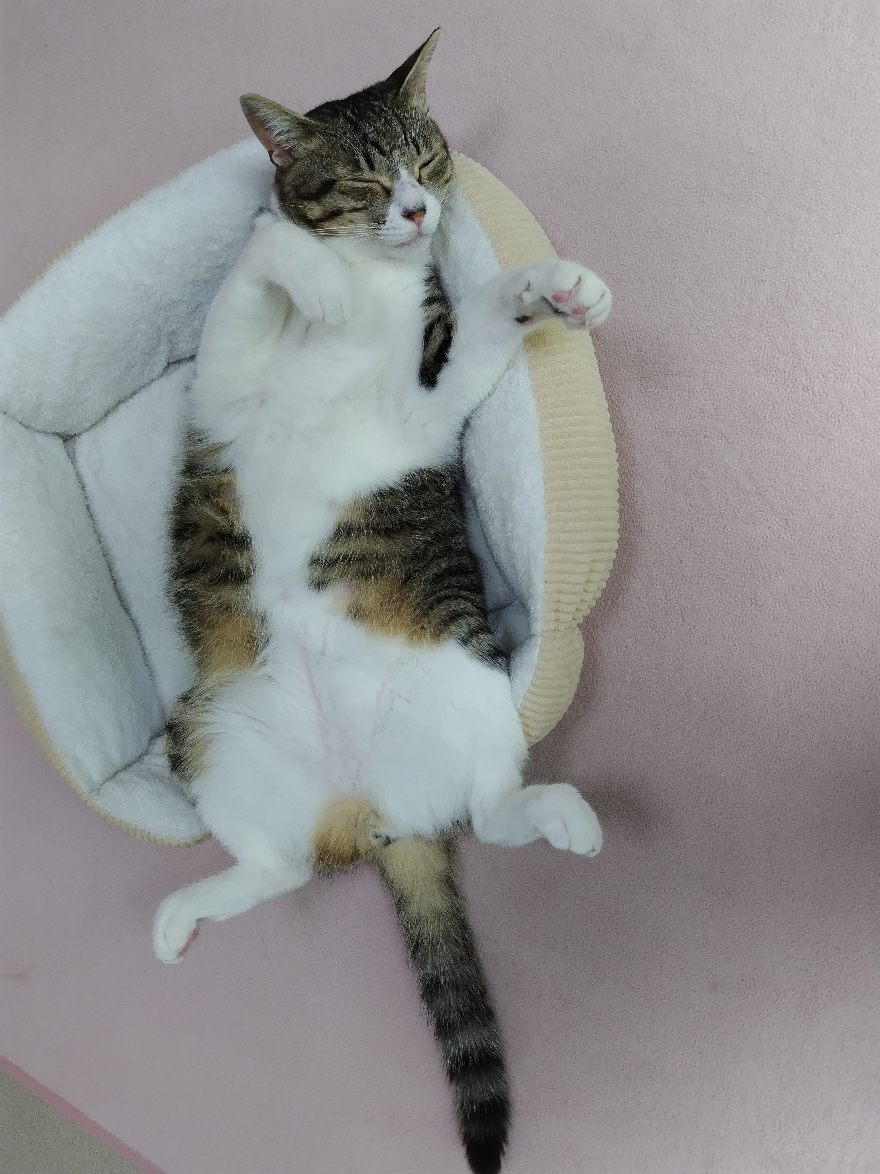 白猫好き しろねこおっどあい #かりん様 #ねこと #ねこ好き #しろねこさん