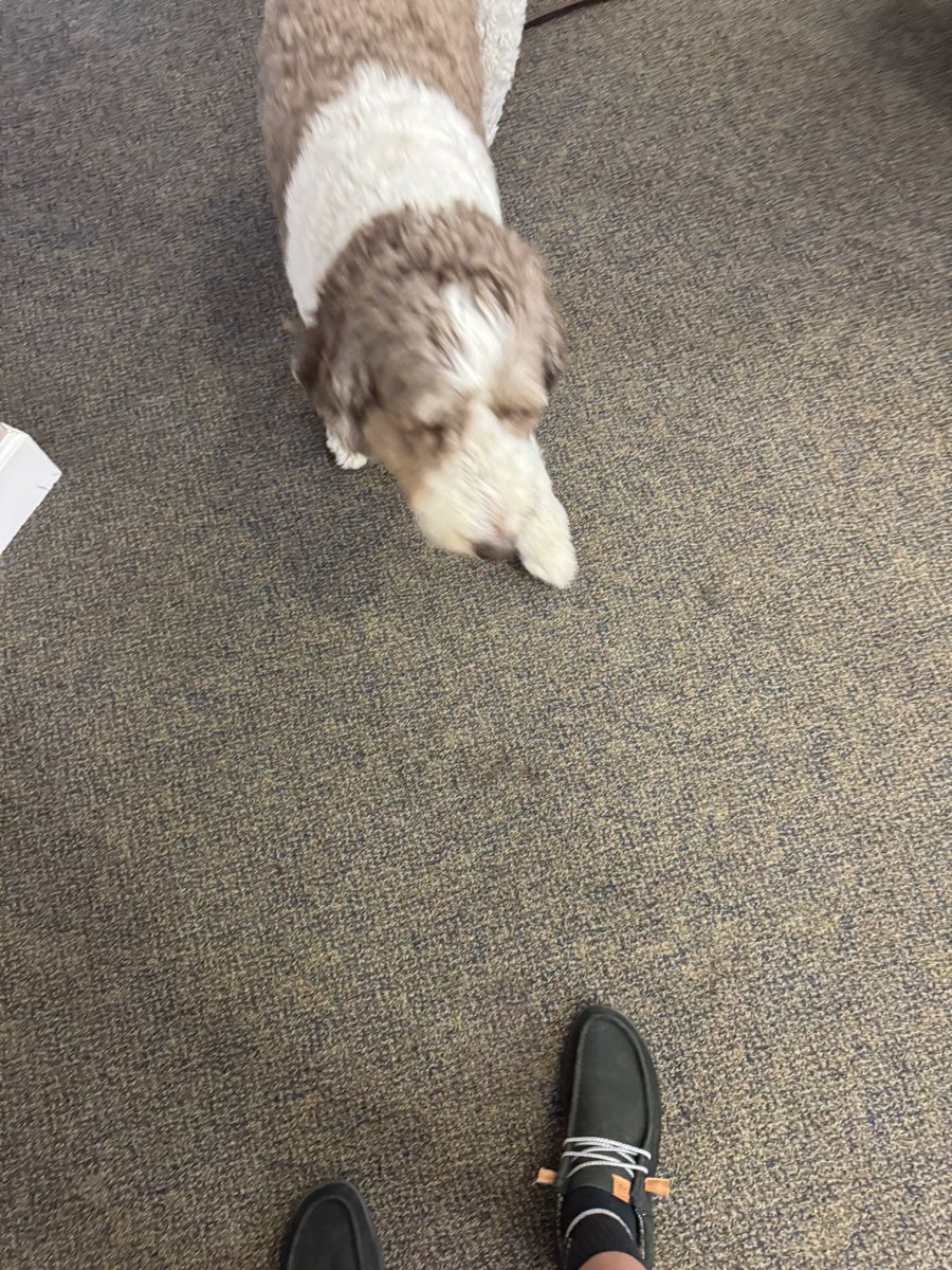 WedgewoodE_OH's tweet image. Pete surprised us with a visit today in just a few short weeks he will be a trained support dog 🐶.

#tuesday #supportdog #assistedliving