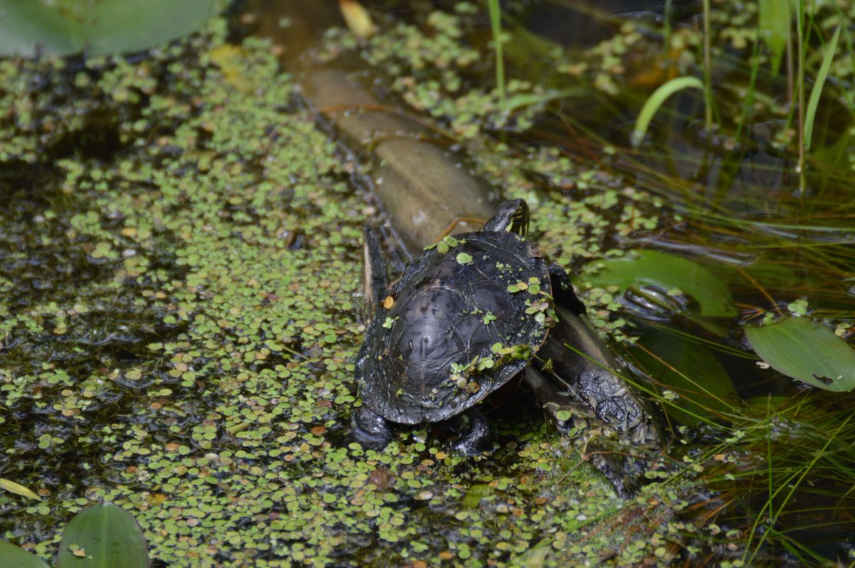 Happy Tuesday, friends! We hope that you get at least one moment today where you feel as content and unbothered as this painted turtle on a log. 🙂
