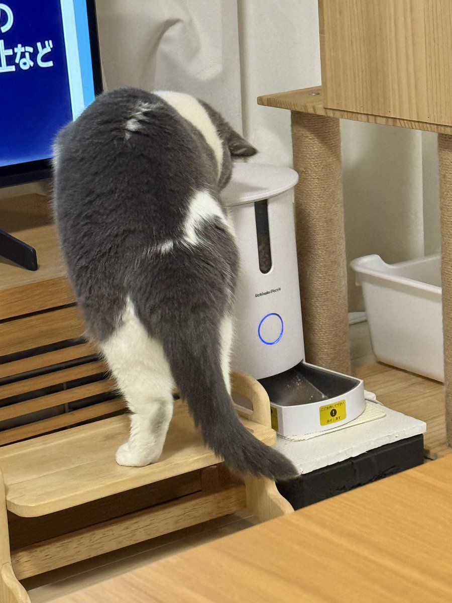 自動給餌器を揺らして上手にカリカリをゲットする凪たん
#ブリティッシュショートヘア 
#猫のいる朝