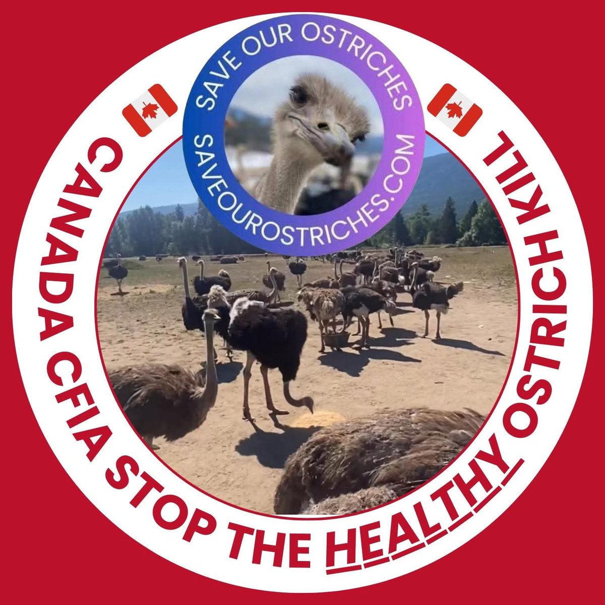 Cynthia Belfitt (She\Her) tweet media