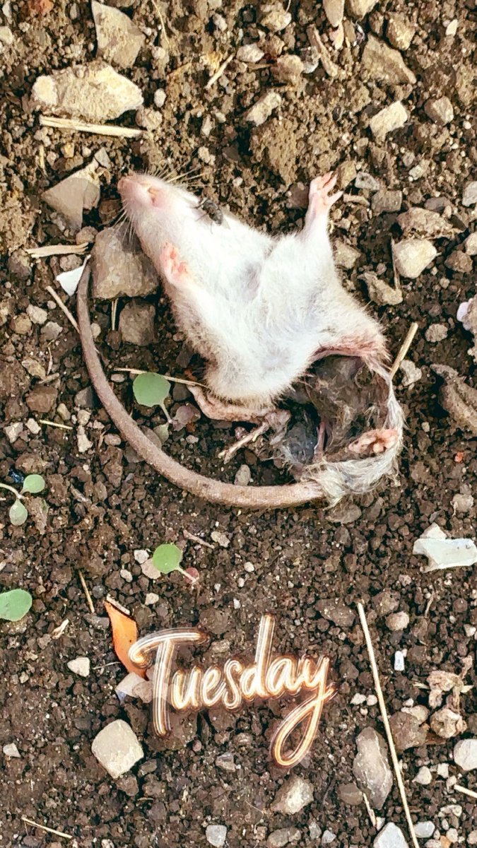 My friend lives in an OCH building and it’s infested with Rats. He reported it and they did nothing about it. He had to take matters into his own hands #smh