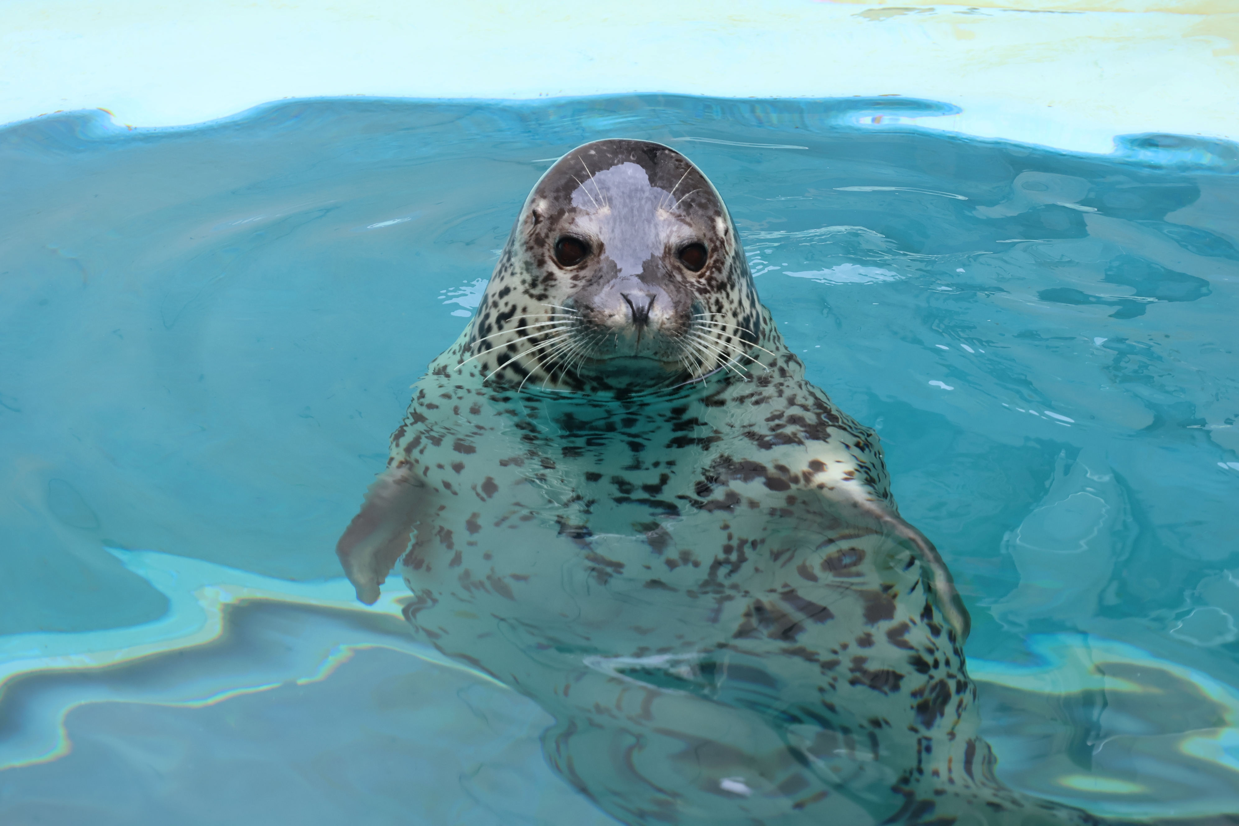 相似象学会誌4号　サラダ 相似象学会誌4号 サラダ 相似象学会誌4号 サラダ様専用 （