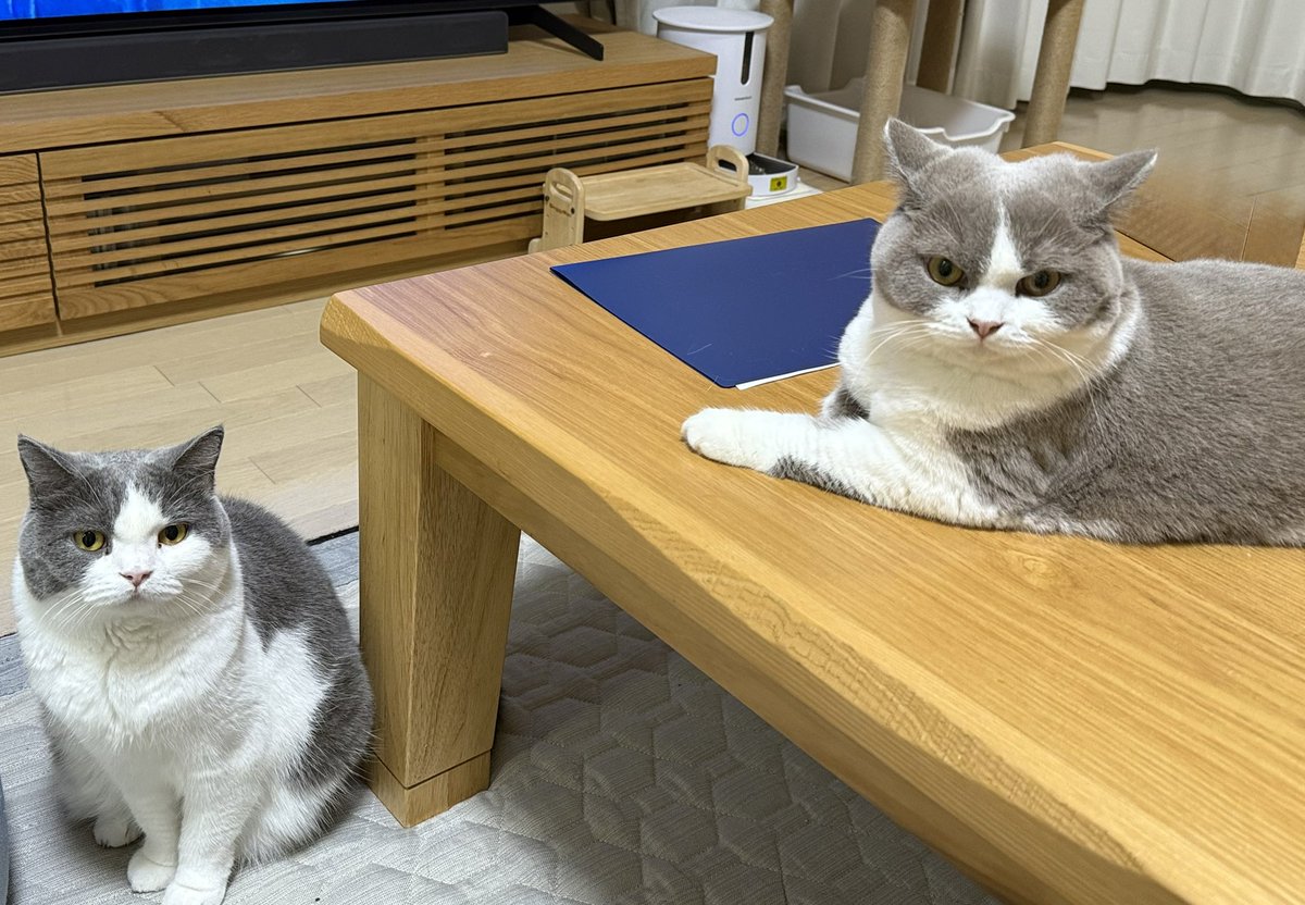 ツーショットが撮れる距離感が増えてきてウレシイ🥹
#ブリティッシュショートヘア 
#猫のいる暮らし