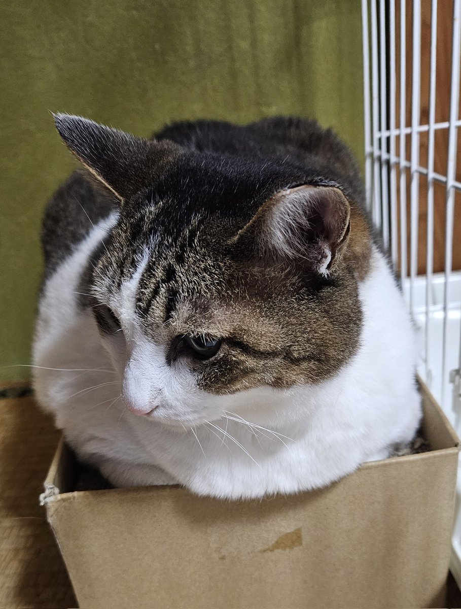 おはよう☀️😺❗
涼しくなってきたね😸
#猫好きさんと繋がりたい