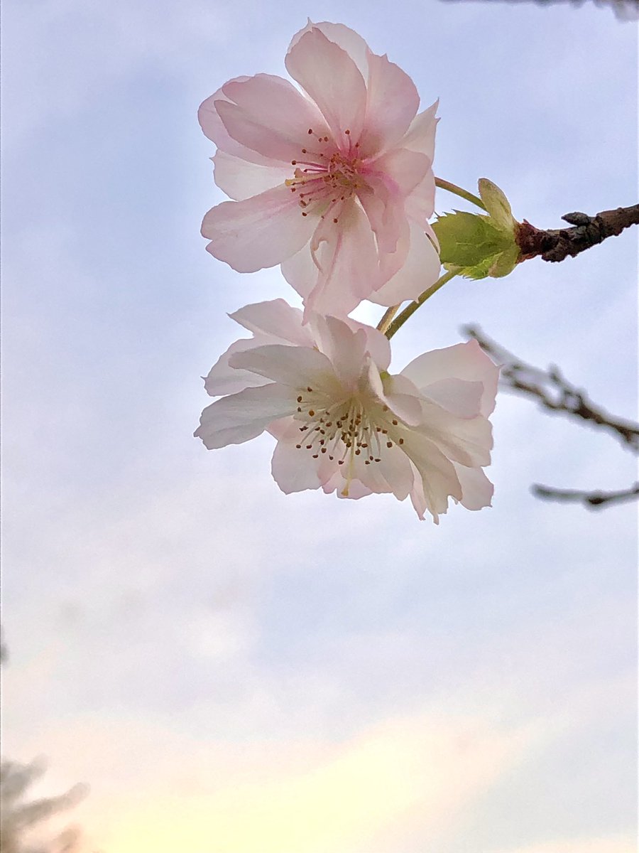 Cherryさま専用4月（原画）花がささやく春夜 ほか　6点おまとめ 原画】芍薬 | MAKINO Art Studio ONLINE STORE