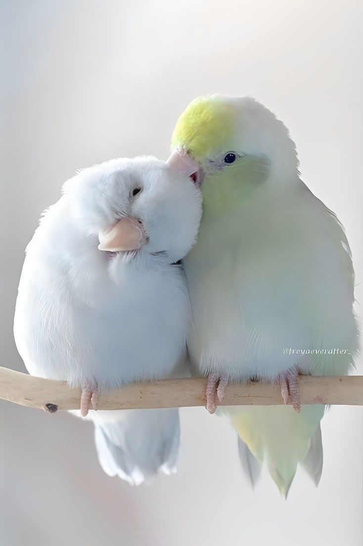 "والرُّوحُ لِلرُّوحِ تَدري مَن يُناغمُهَا
كَالطَّيرِ للطيرِ .. فِي الإنشَادِ مَيَّالُ"