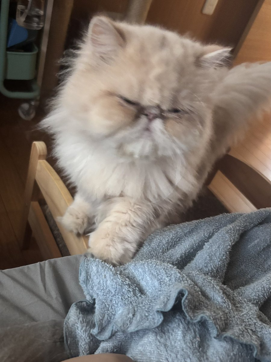 moukitten's tweet image. ブレブレ🙏
AM6:00
わたしの腕の中にいるゆぱさまと
眠そうな顔で見にきたむうさま💭